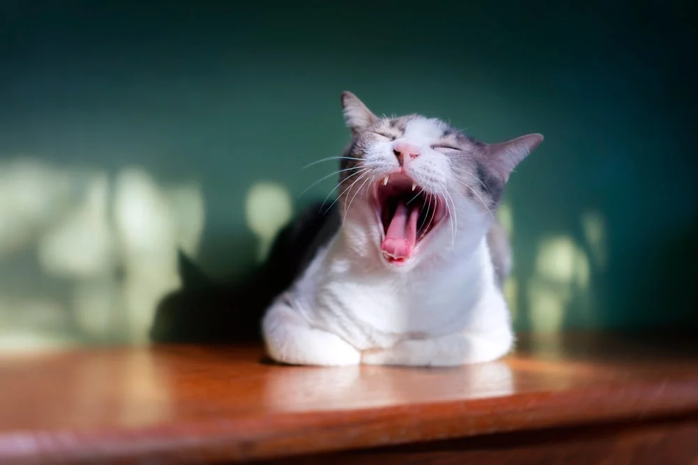 Cat yawning