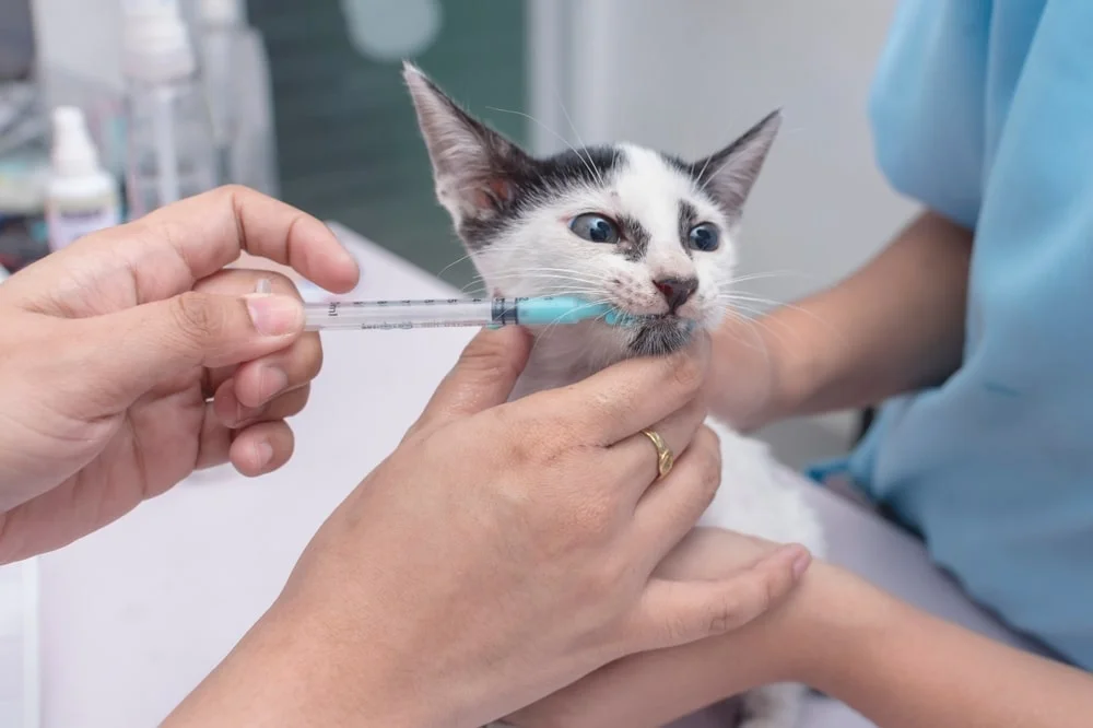A veterinarian uses an oral syringe to administer liquid dewormer to a kitten. 