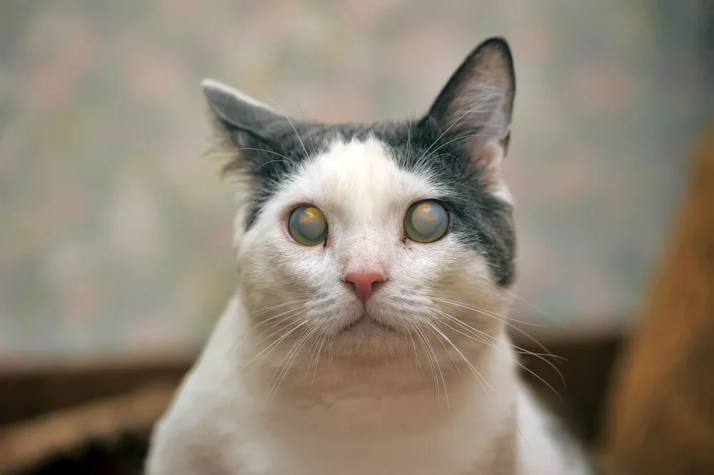 A black and white cat facing forward with eyes clouded by cataracts.
