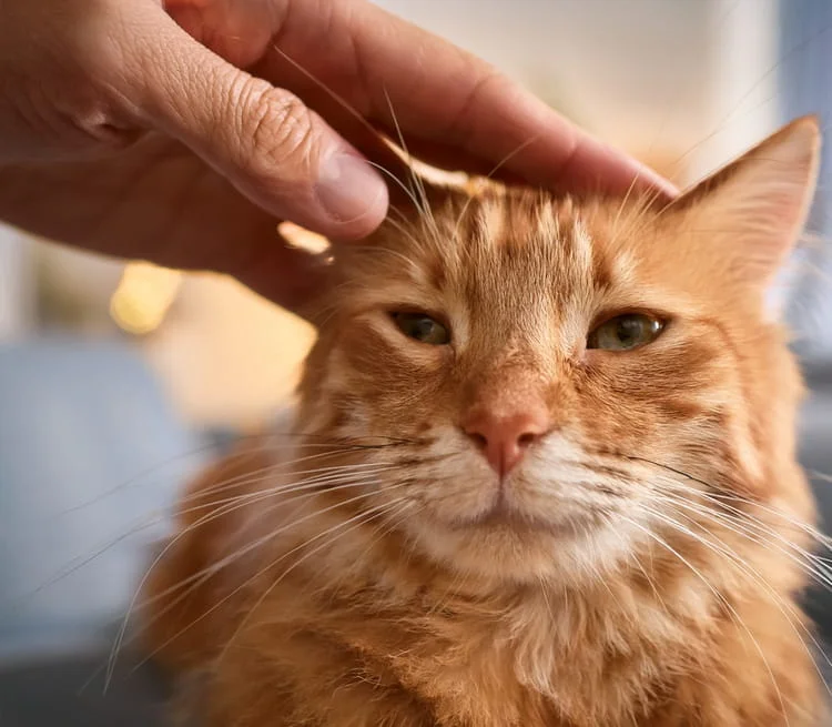 Orange cat getting a head pat