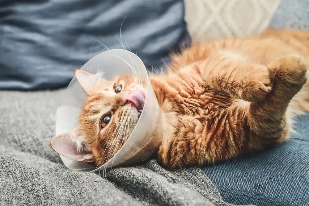 An orange cat lying on its back and wearing a cone collar.