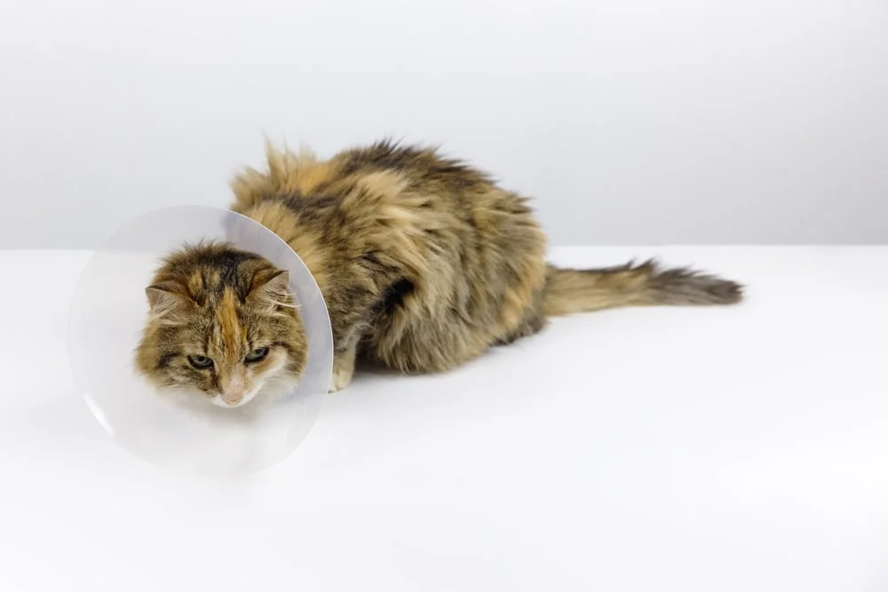 An orange cat lying on its back and wearing a cone collar.