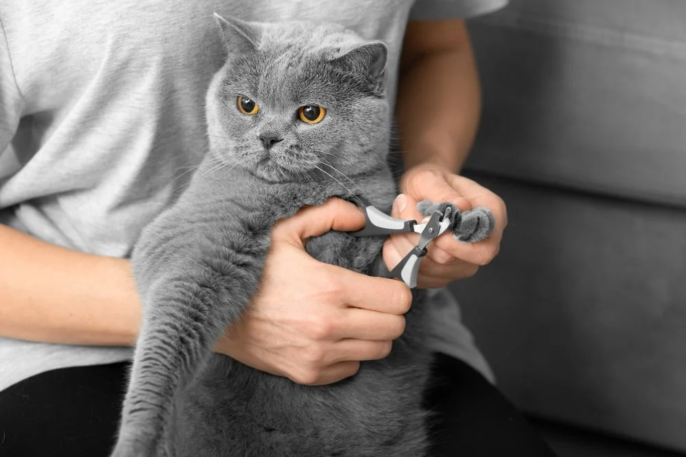 Grey cat getting their nails clipped by owner