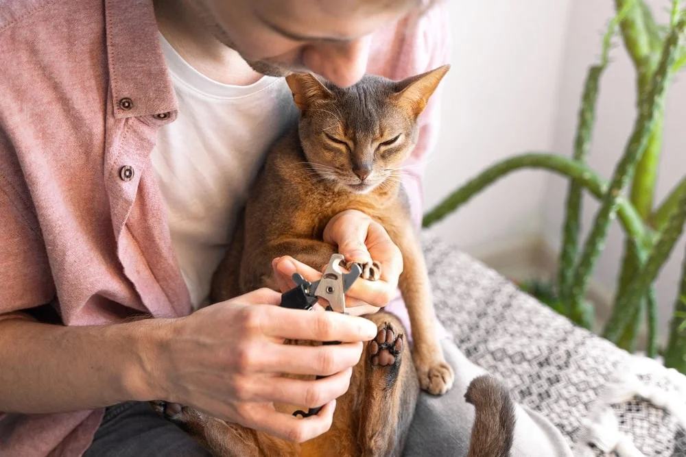 Cat getting its nails clipped by owner