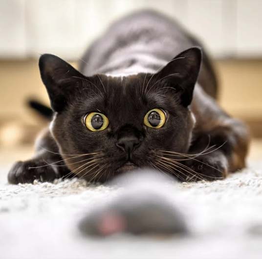 Black cat looking into the camera