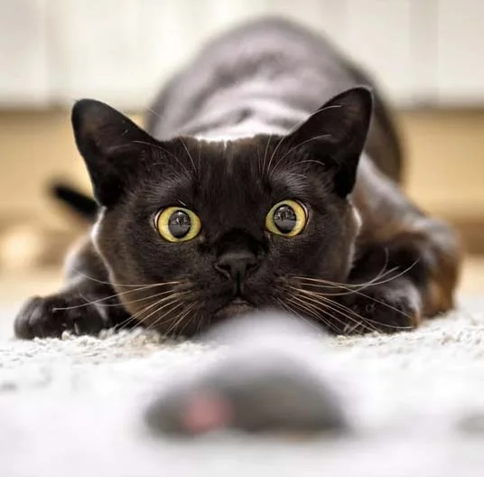 Black cat looking into the camera