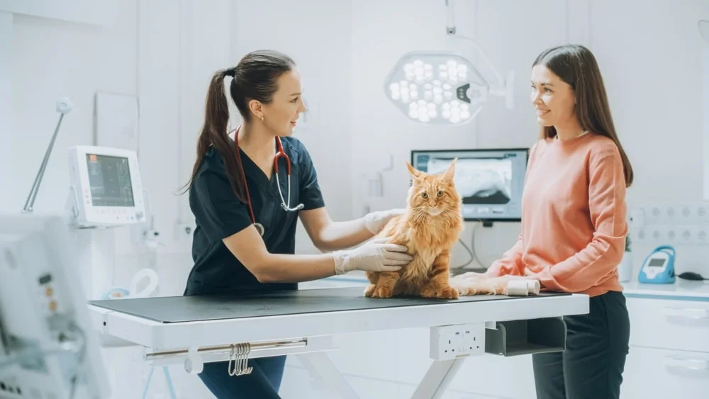 cat at the vet office