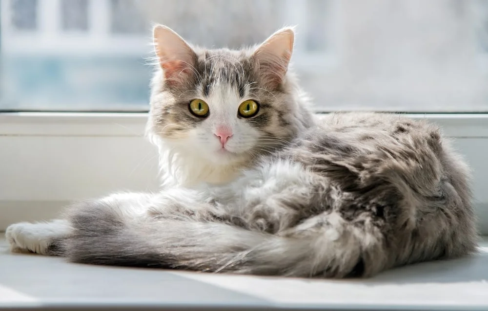 Grey cat gazing
