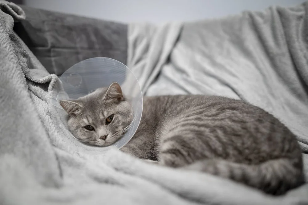 A gray Scottish straight-eared cat in a platsik veterinary collar after surgery lies sad at home on the couch.