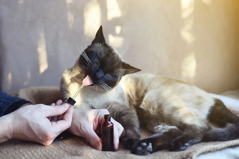 Cat receiving a CBD dose