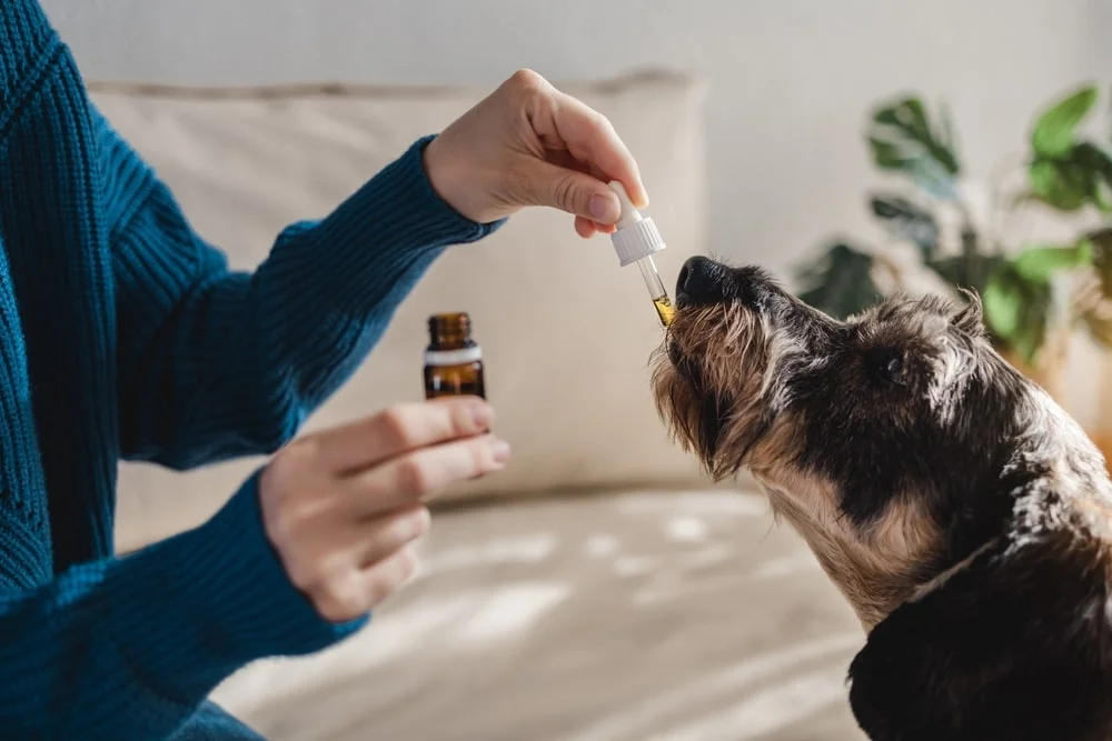 Dog getting a cbd treatment