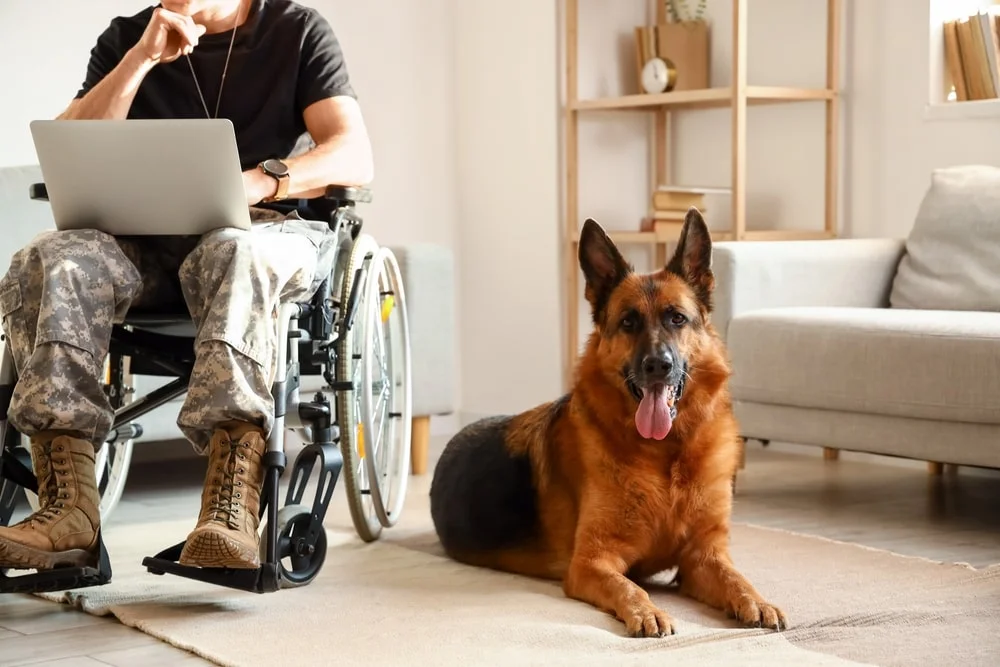 A German shepherd service K9 lays on the floor with their head up next to a veteran wearing camo print pants in a wheelchair.