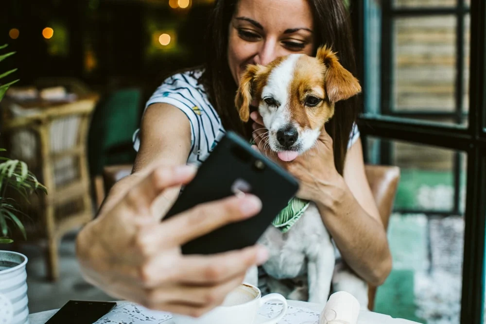 A white dog with tan markings on their face and tongue out sits on a young woman facing a cell phone to take a selfie indoors.