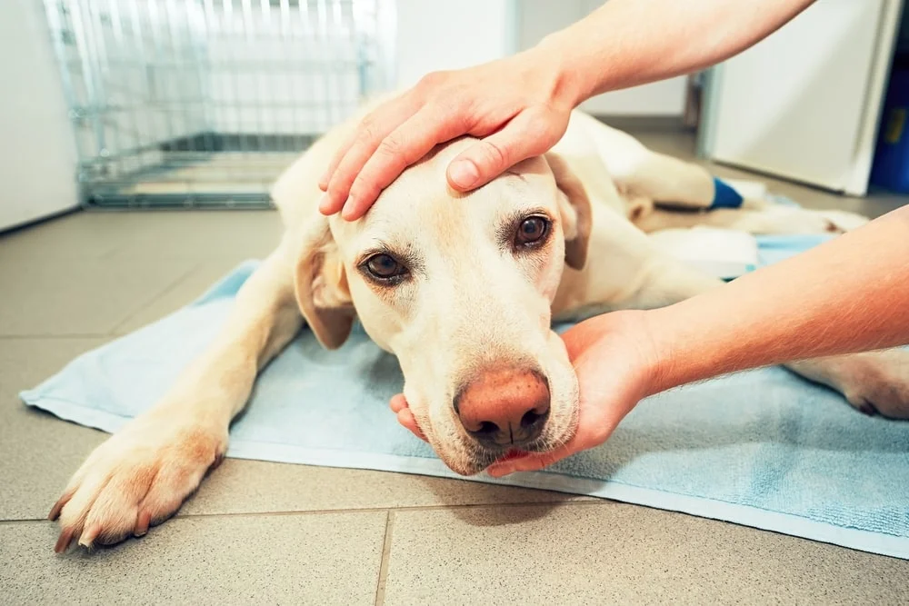 Dog being treated at a vet