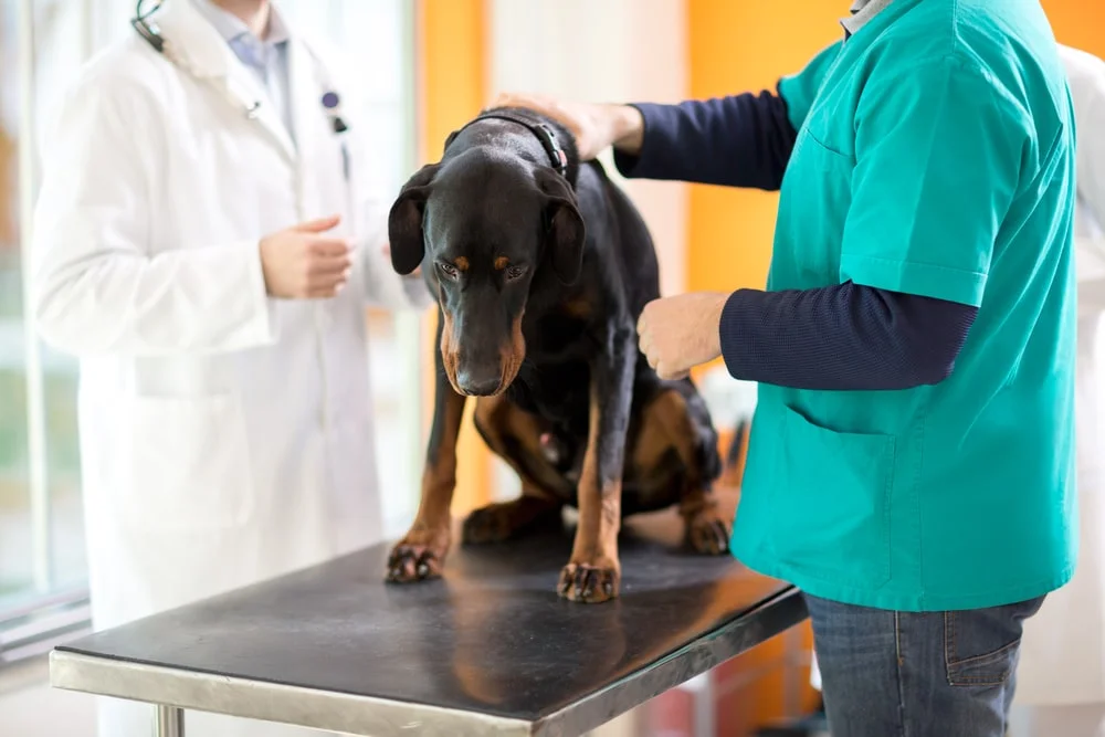 Dog being examined at the vet