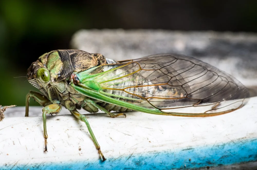 Close-up of a green and silver cicada.