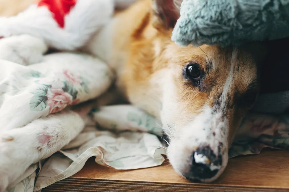 A dog lying on a table beneath blankets and pillows.