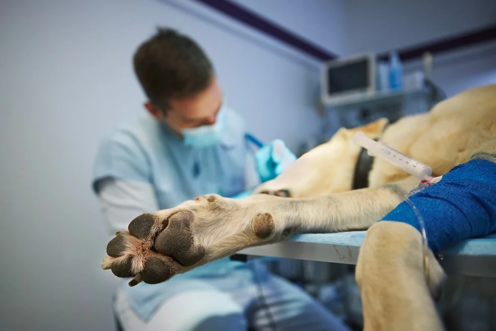 Dog getting surgery