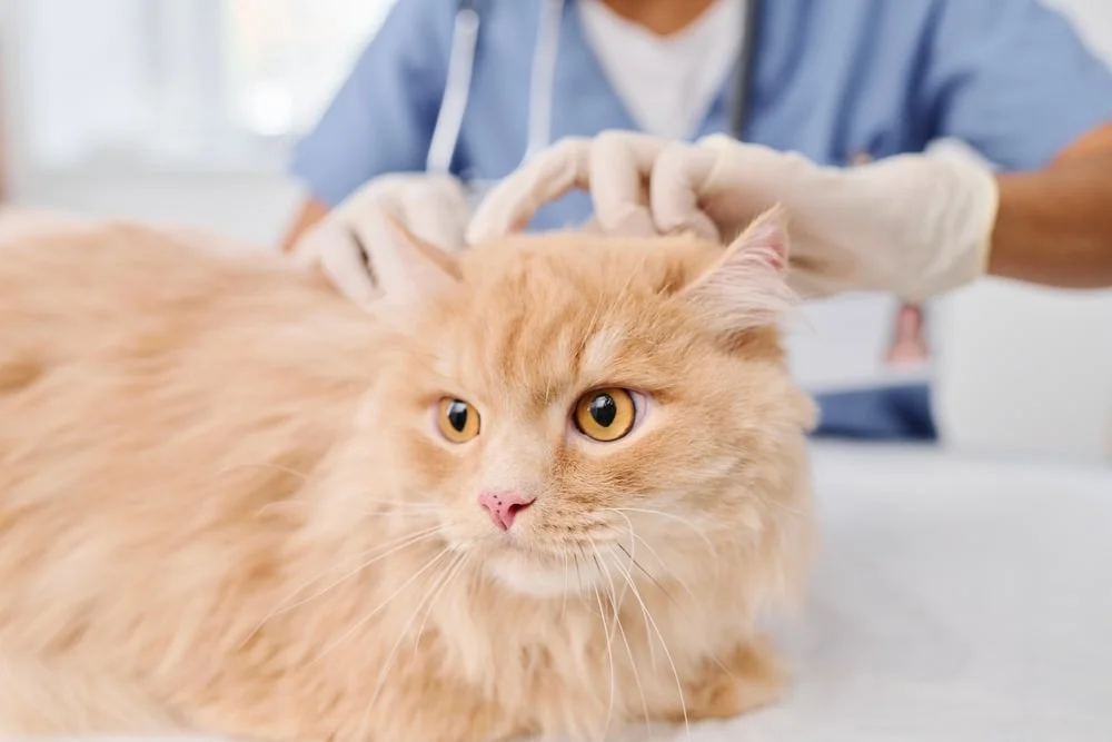 An orange cat is examined by a vet.