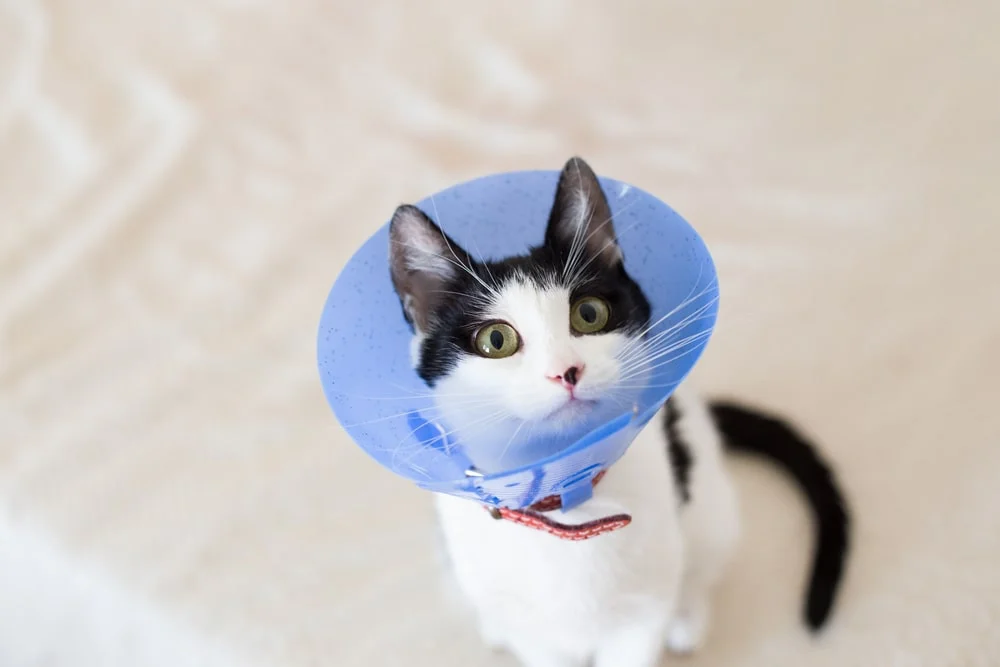Calico cat sitting on the floor with a plastic cone collar on.