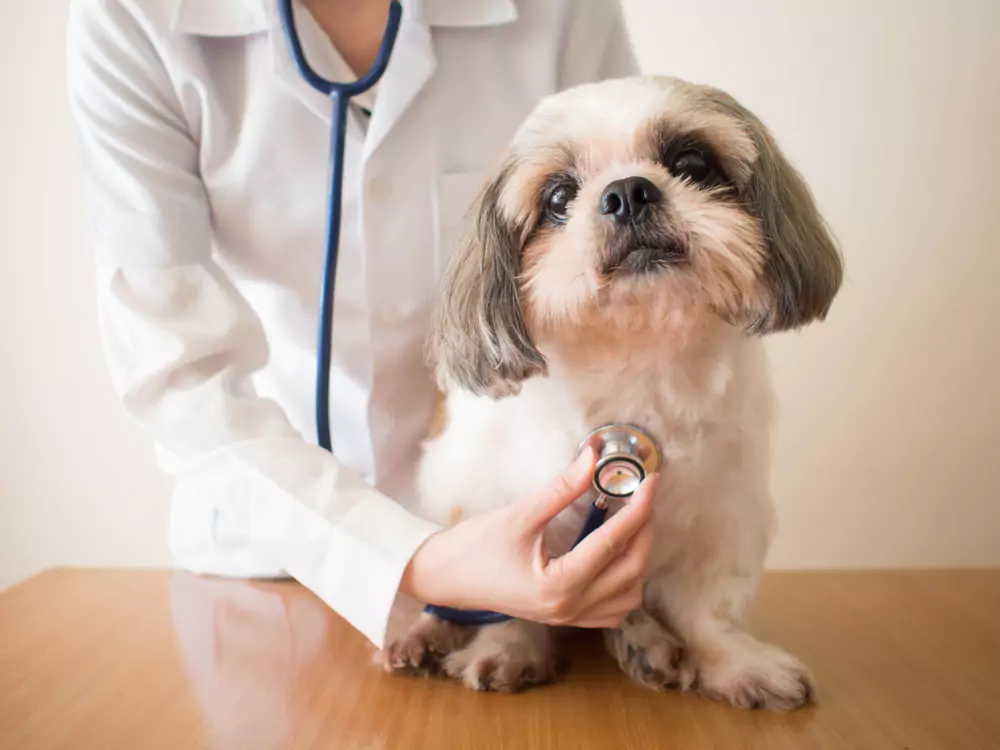 dog at the vets office