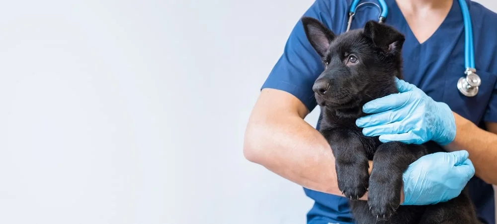 A veterinarian holds a black German shepard puppy in their arms.