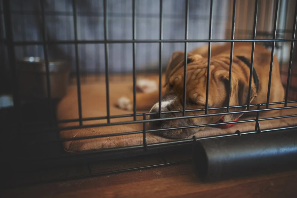 A brown-colored dog with floppy ears lays sleeping on a mat in a dog crate indoors. 