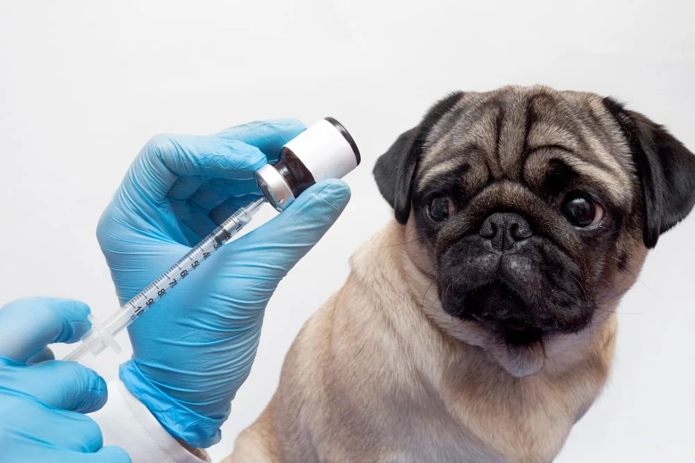 Pug watching as a vet prepares a vaccine