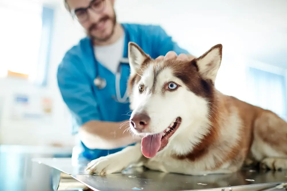 Husky lying on a vet table.