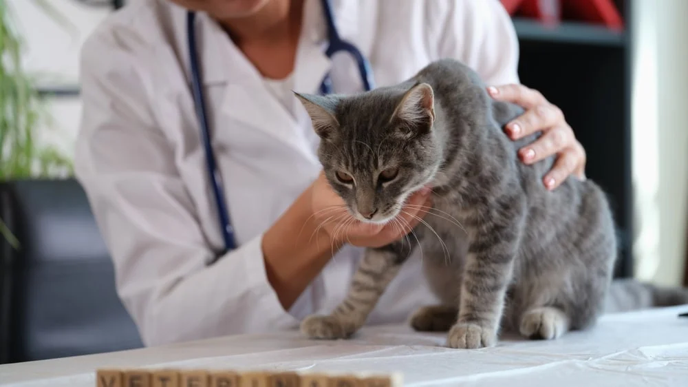 Vet examining a cat