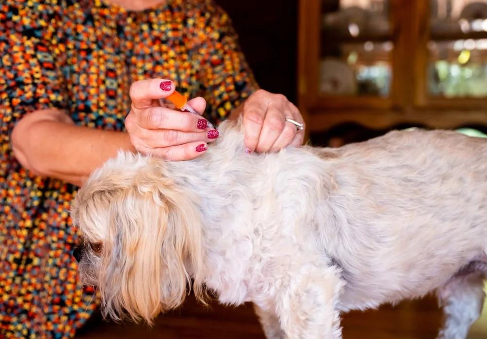 dog getting an insulin shot