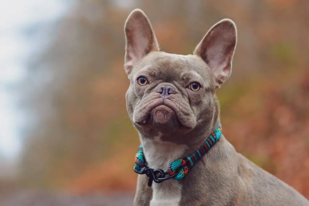 Dog looking at the camera