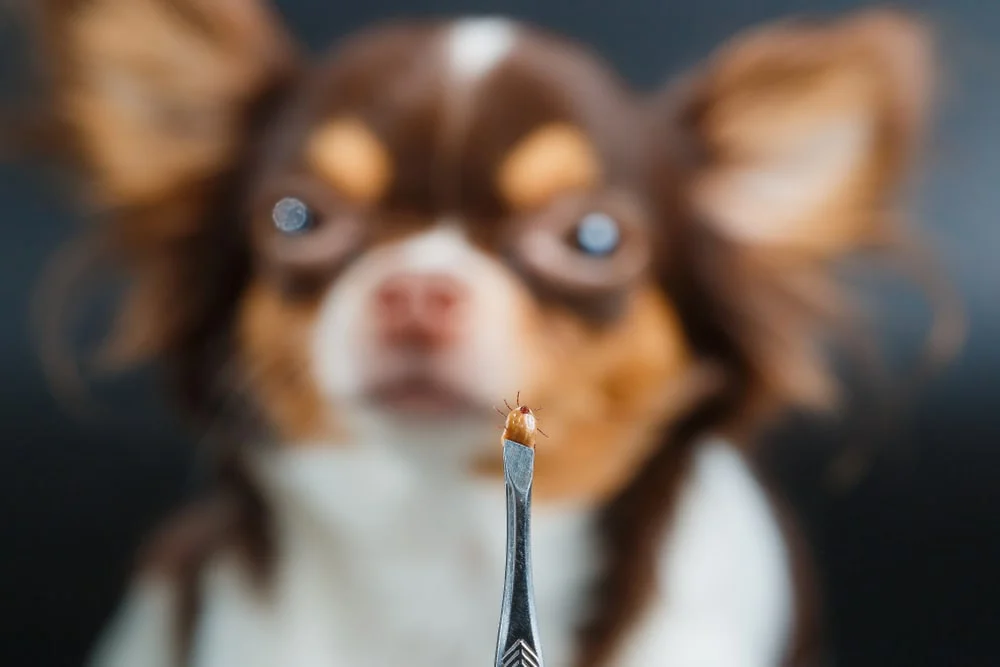 Tweezers hold a tick in front of a long-haired Chihuahua.