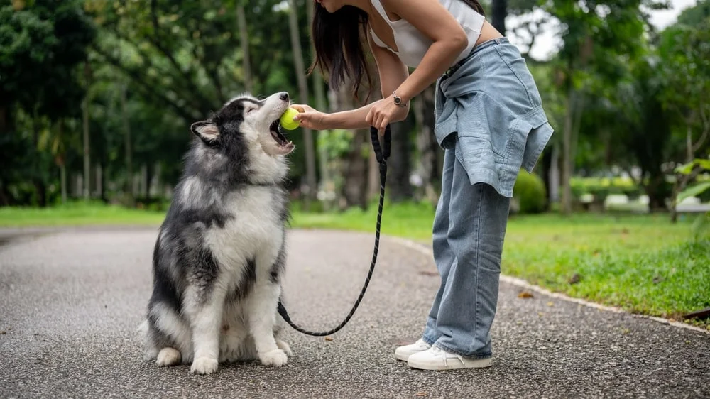 dog eating a tennis ball