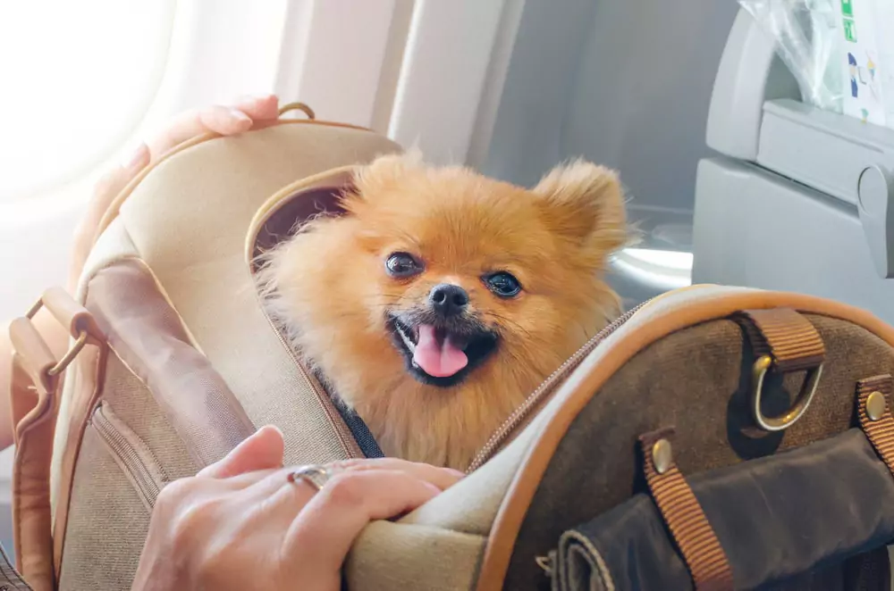 dog in a carrier bag