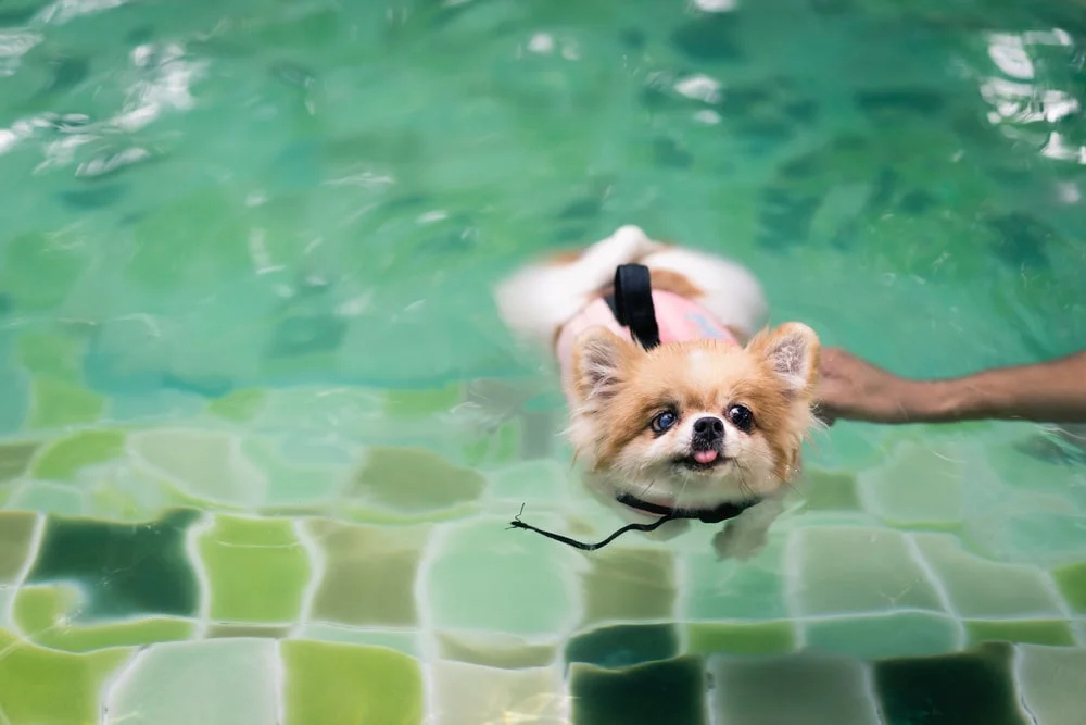 A small dog wears a pink flotation vest while swimming in a pool.