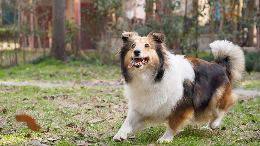 An excited Shetland sheepdog frolics in autumn leaves.