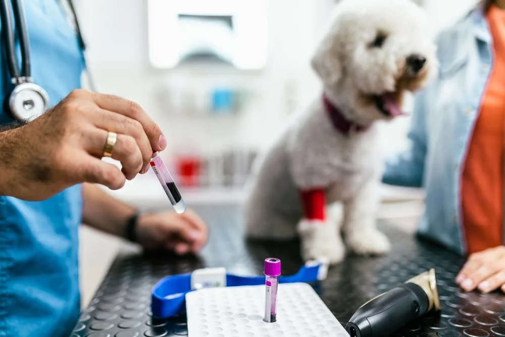 Vet with a syringe full of blood