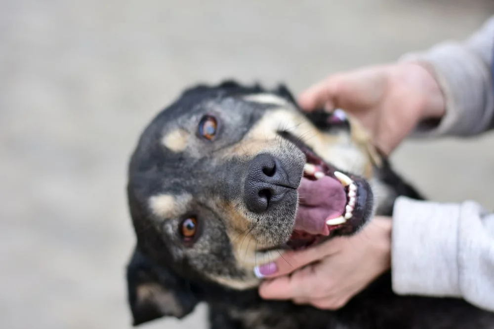 A black-haired dog with blonde facial markings gets pet by their owner while smiling with its mouth open at the camera. 