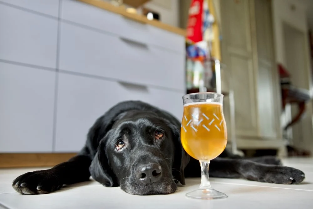 Dog looking at a glass of champagne