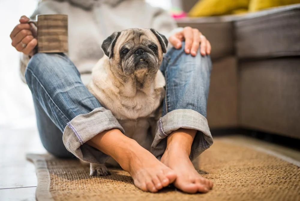 A senior pug sits between their owner's legs on the floor. 