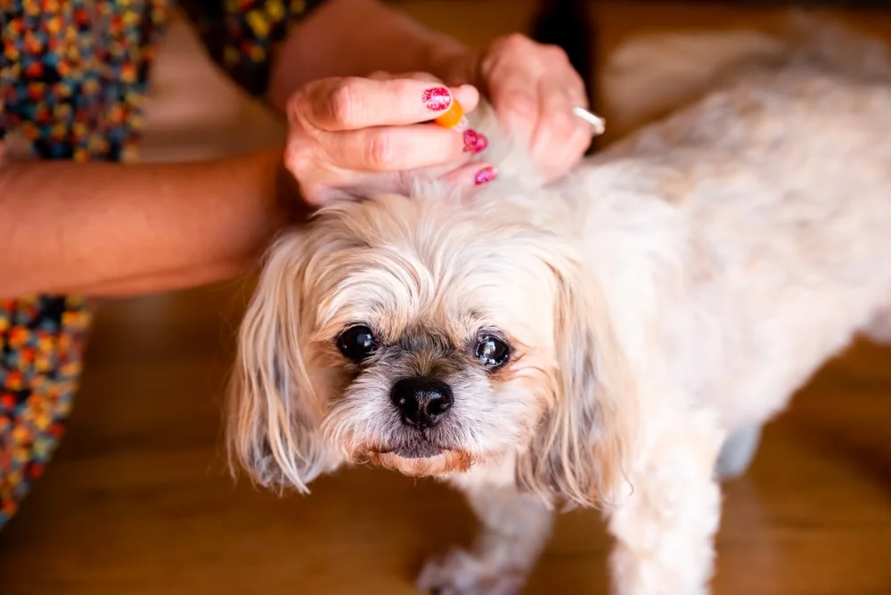 Dog getting an insulin shot