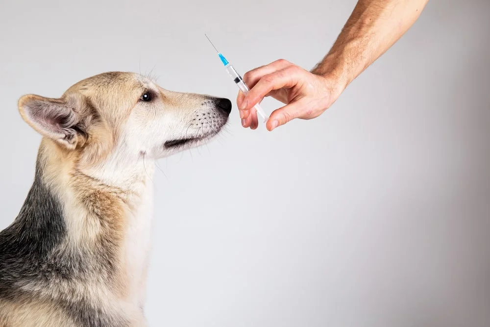 dog getting an insulin shot