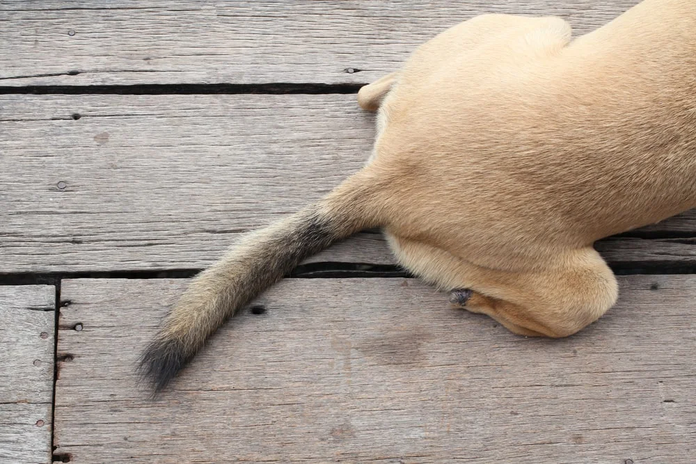 Dog dragging butt on the porch
