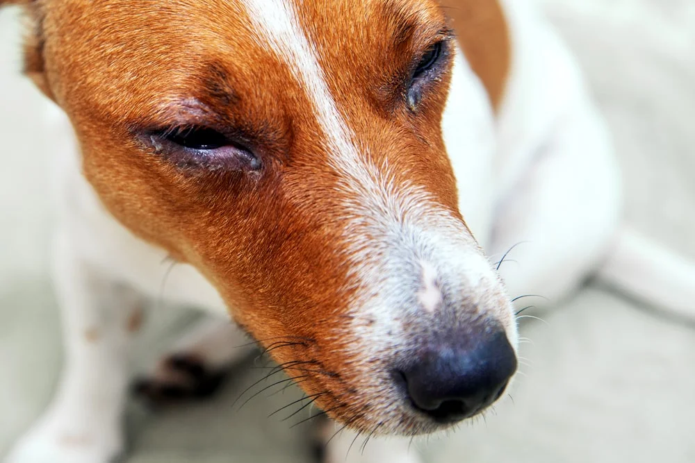 A Jack Russell terrier suffers from an irritating eye condition. 