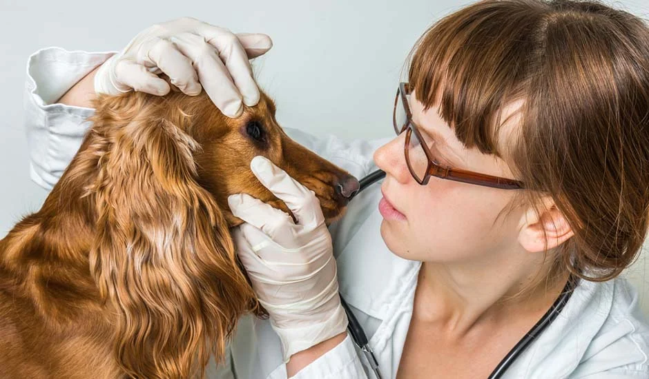 Vet examining a dog's eye