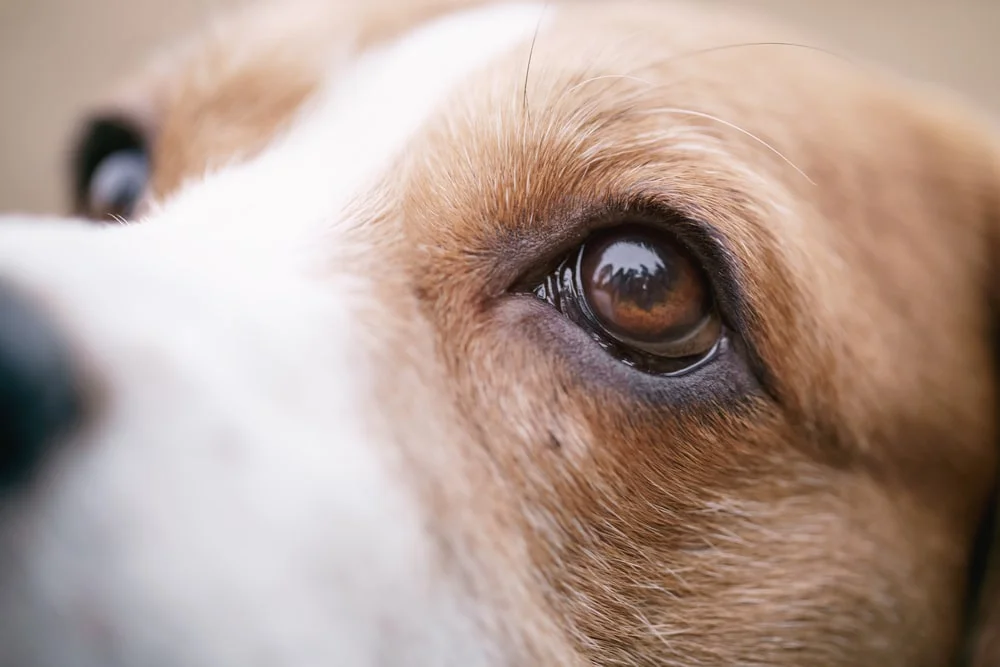 Closeup of a tricolor beagle dog’s brown eye 