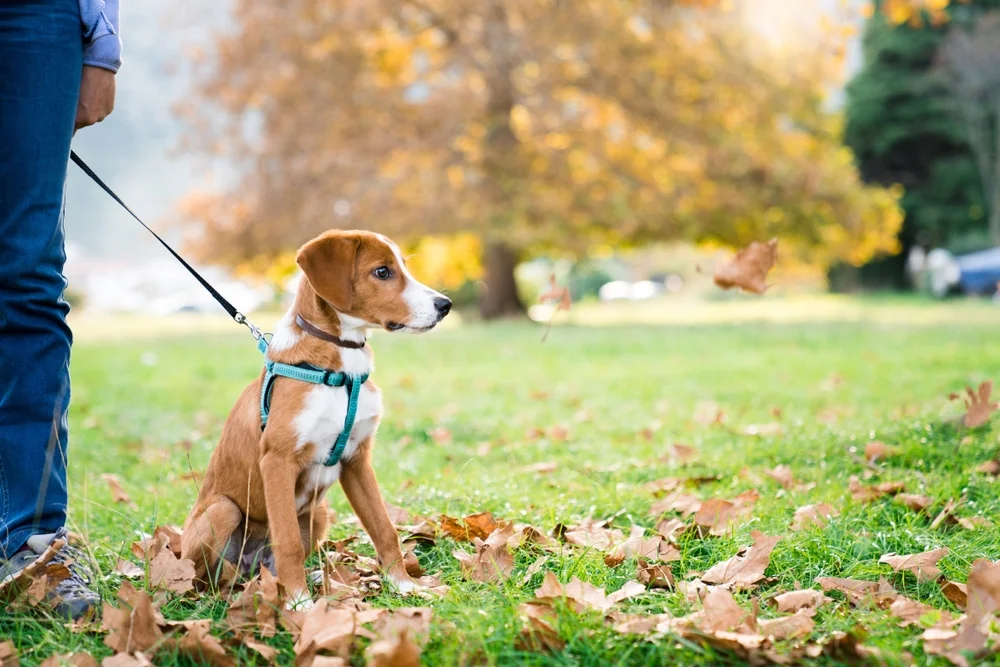 Dog walking in the fall weather