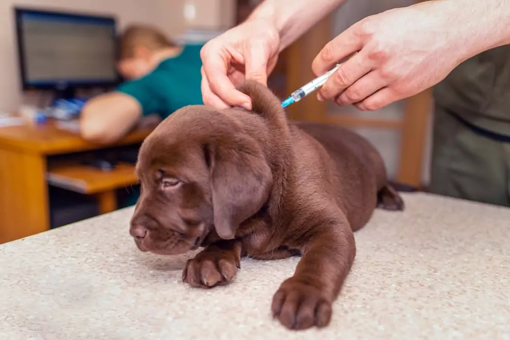 Dog getting a vaccine injection