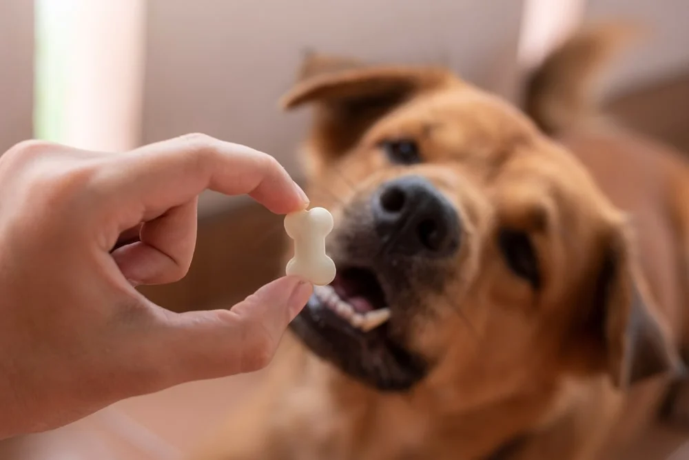 Dog anticipating a treat